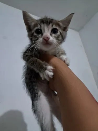 Doação de gatinhos 