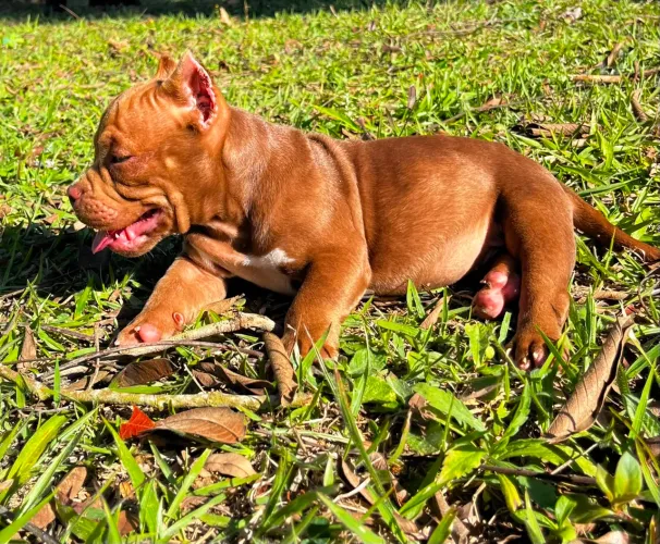 American Bully fêmea micro