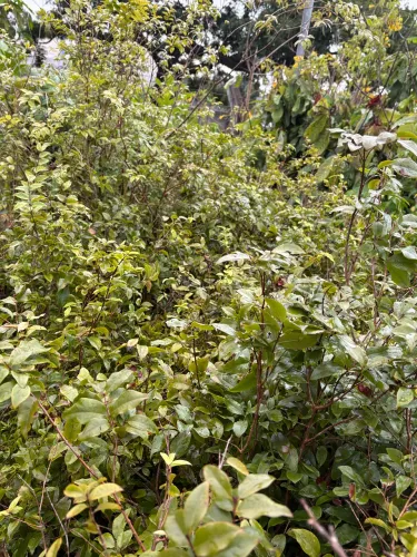 Muda de Jabuticaba híbrida