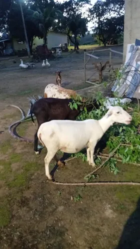 Animais carneiro 