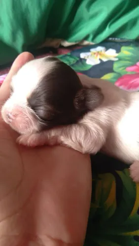 Shihtzu mini fêmea