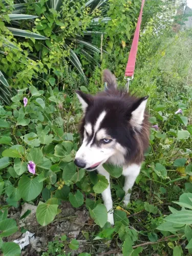 Casal de Husky siberiano 