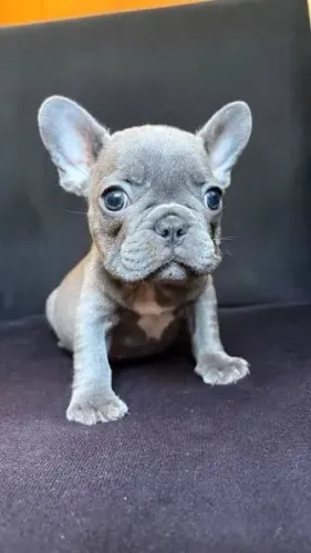 Bulldog frances filhotes