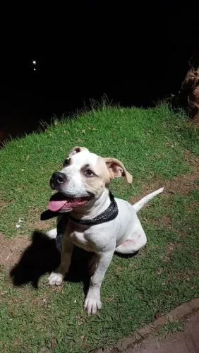 ! doação ! Filhote de Pitbull