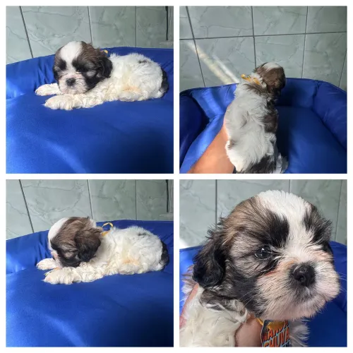 Machos de Porte Pequeno, Vacinados e com Garantia