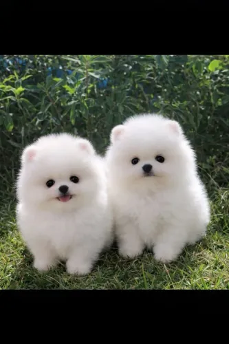 Spitz alemão- lulu da Pomerânia- venda permanente- 10x sem juros - pedigre cbkc