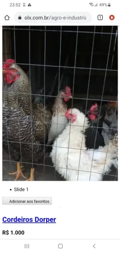 galinhas grande novas