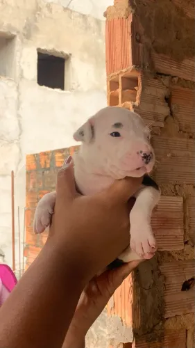 Cachorro