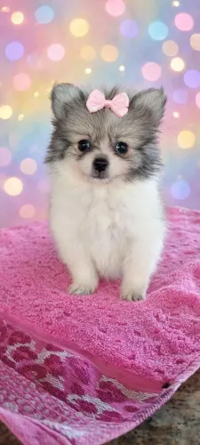 Fêmea Lulu, muito pequena