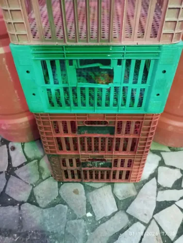 Caixa plástica verdura