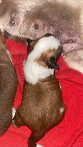 Cachorro lasha MACHO 
