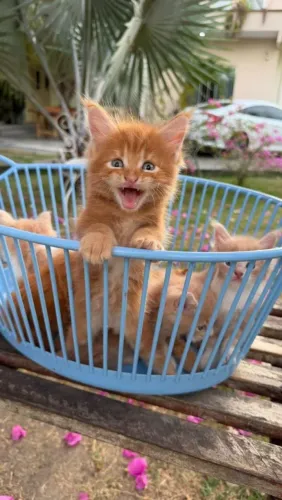 Maine coon