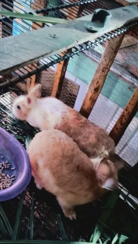 Coelhos a venda 