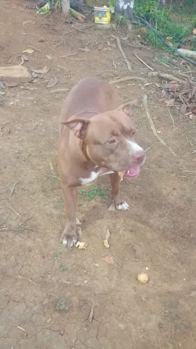 Vendo uma cachorra da raça Pit Bull com 1 ano de idade não tenho tempo pra cuida