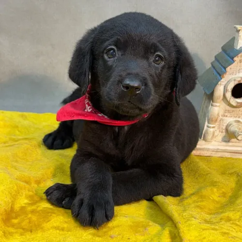 Labrador |Filhotes de Labrador Criados com amor e suporte veterinário