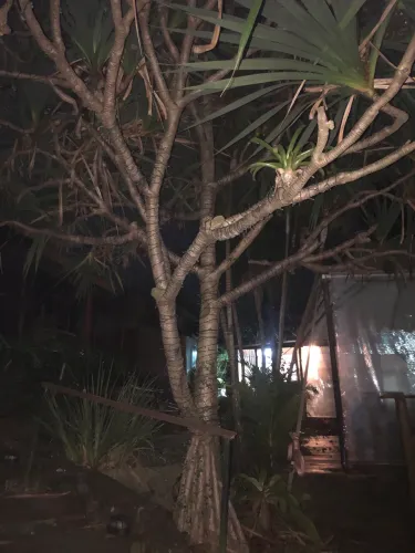 Par de Pândano Adulto Ornamental Escultural - Preço para Retirar no Local
