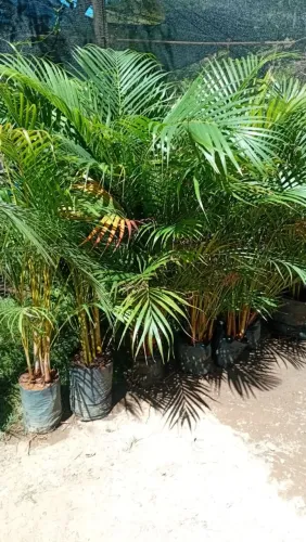 Plantas e jardins