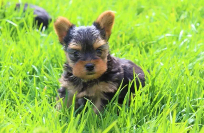 Yorkshire Terrier os mais saudaveis e legetimos pacotinhos de amor