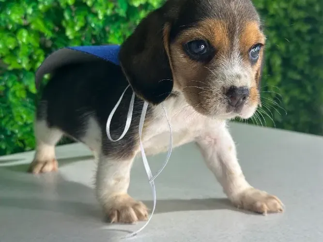beagles com contrato