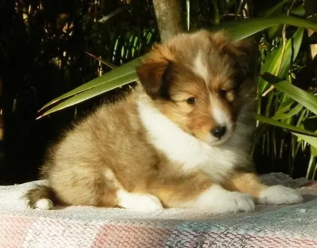 Pastor de Shetland Filhotes Lindos na Cor tricolor, bicolor