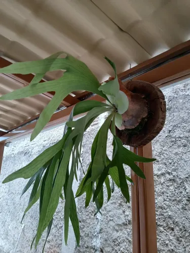 Chifre de Veado Grande 