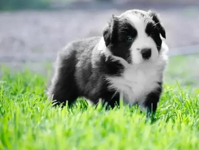 Filhotes de Border Collie | O companheiro que você sonhava!