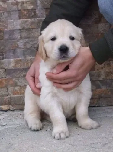 Golden retriever machinho com 48 dias filhote com pedigree e vacina v10 importada