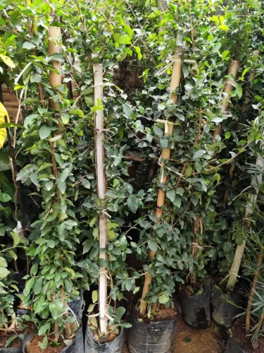 MUDAS DE ACEROLA GIGANTE / PRÓXIMO DE PRODUZIR 