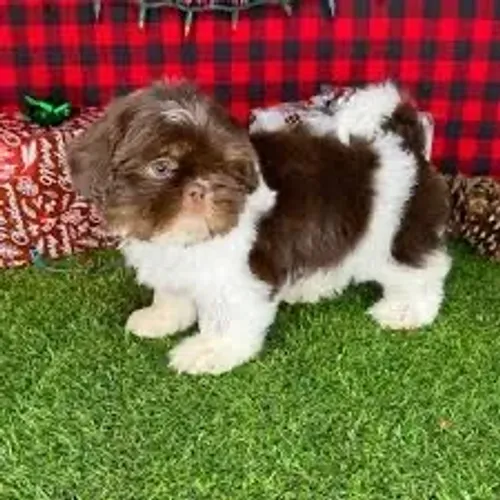 Shih tzu macho olhos azuis! Seu filhote aqui!