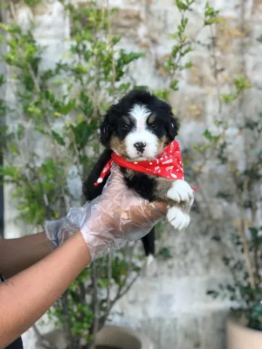Bernese machinhos com 57 dias esta com vacina v10 vermifugado tem pedigree e garantia