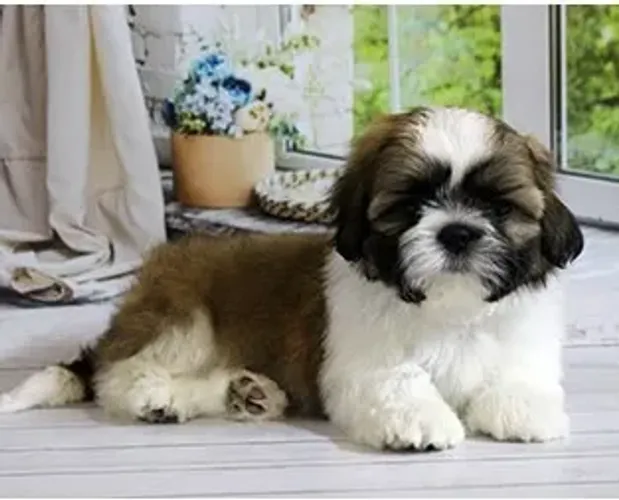 Shih-Tzu Macho na Gold: Para Quem Busca Elegância!