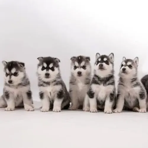 Husky Siberiano - 5 disponível 