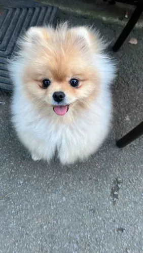 Filhote Spitz Alemão, O amor incondicional tem quatro patas e está te esperando!