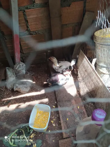 Pintos de raça moura