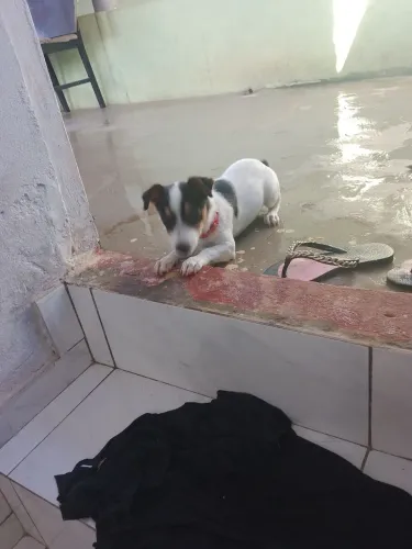 Cachorrinha Pincher 