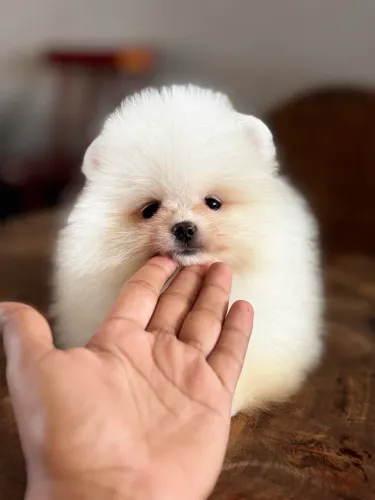 Filhote de Spitz alemão anão 