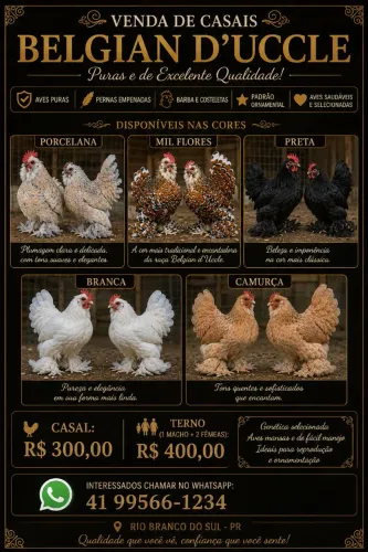 Galinhas Belgian 