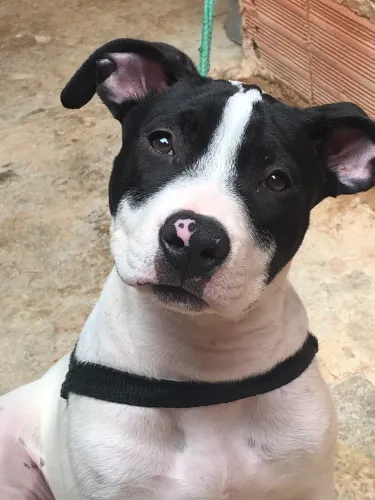 Pit Monster