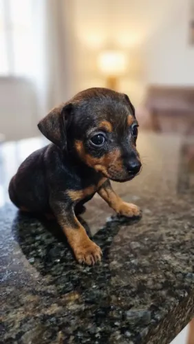Pinscher cachorra