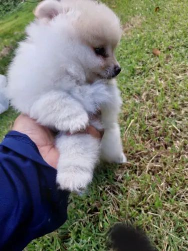 Spitz Alemão Anão Machinhos