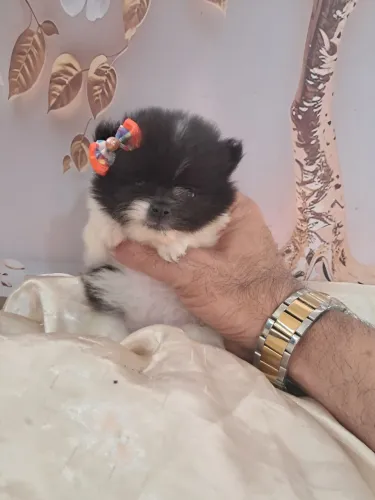 Lulu da pomerania fêmeas anão verdadeiras baby face