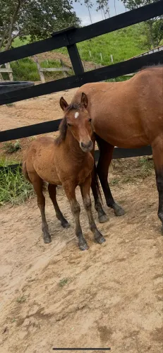 Petissa parida macho