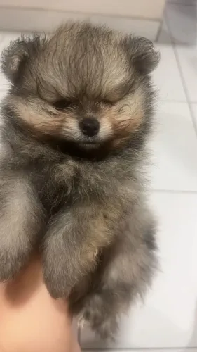 Lulu 