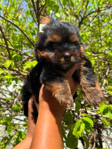 Filhote de Yorkshire Terrier Macho 
