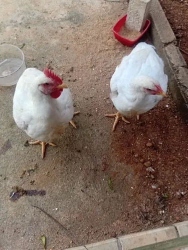 casal de frango de engorda