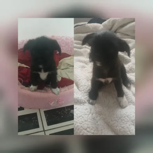 Cão