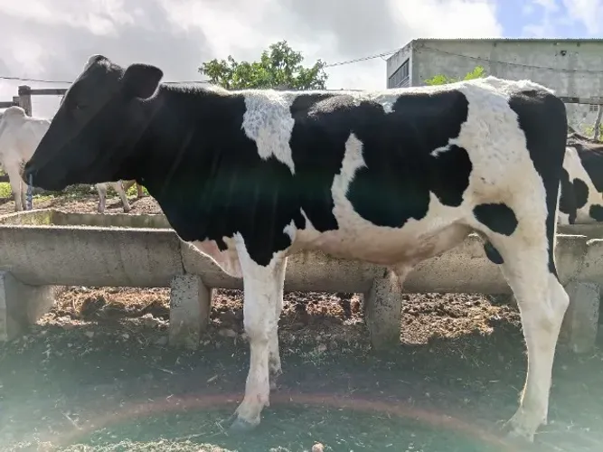 Garrotinho manso