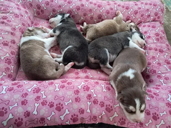 Husky siberiano