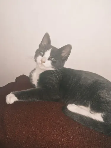 Doação de gato