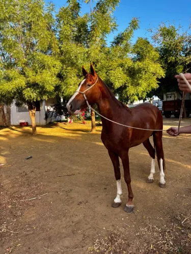 POTRO MANGALARGA MARCHADOR